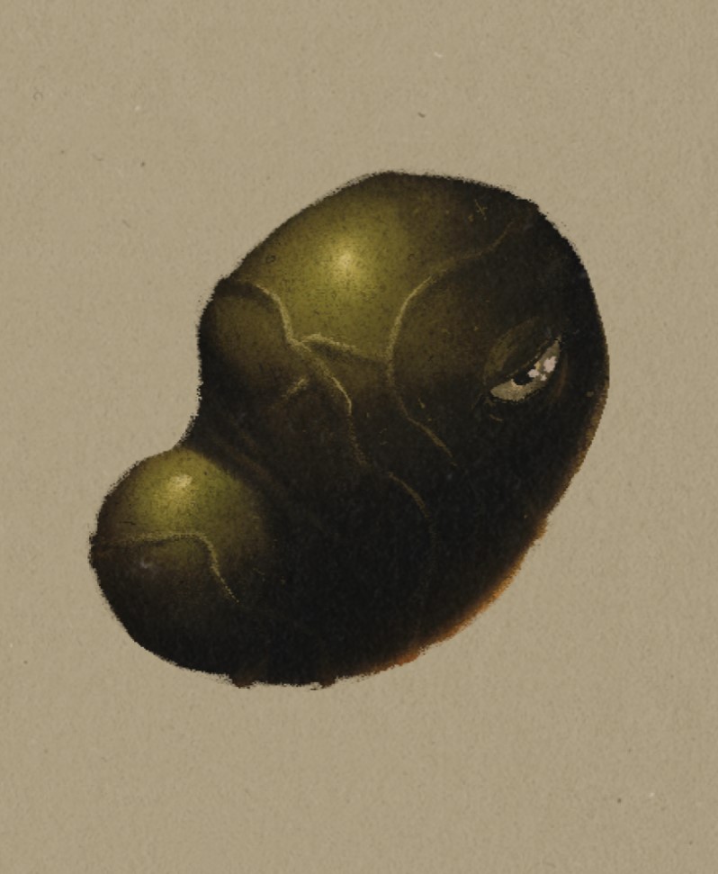 A green, fleshy bean shape with a single eye.