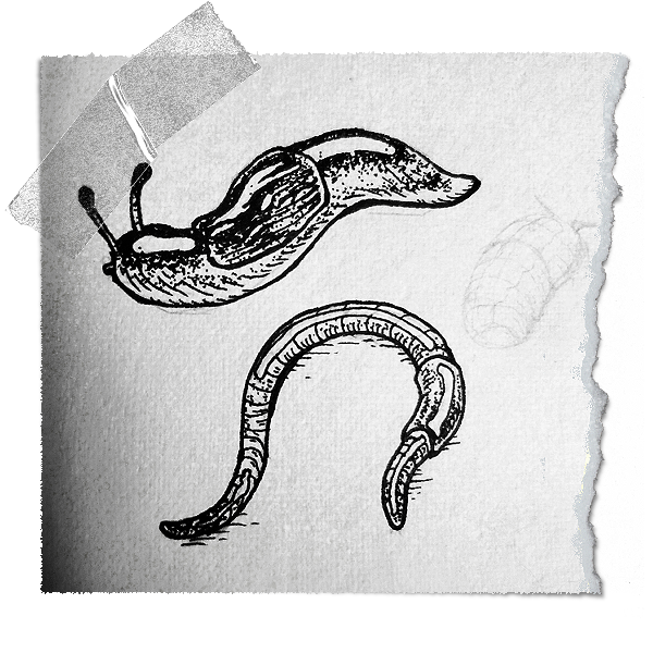 An ink drawing of a snail and a worm and a torn sheet of paper.