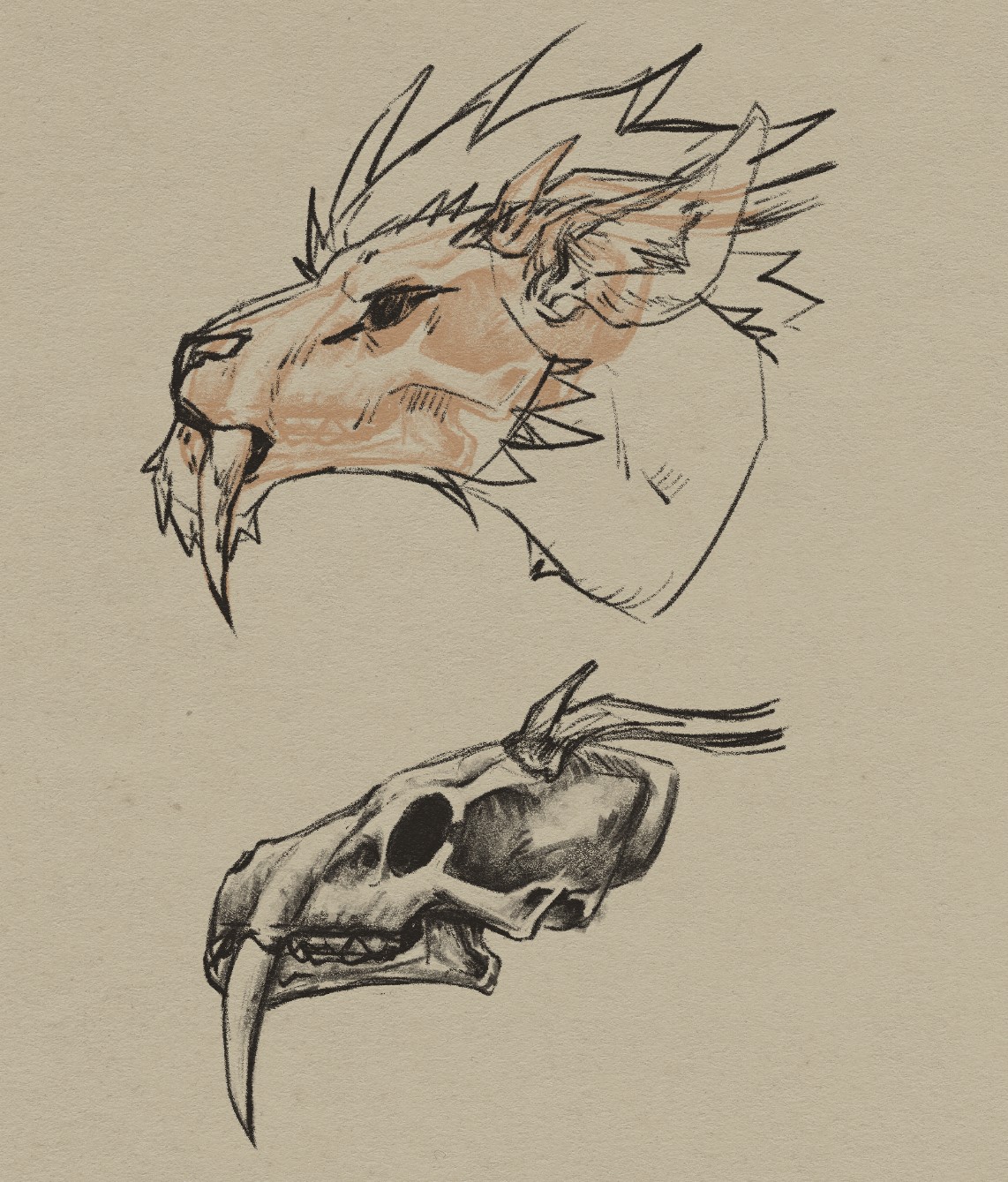 Two different sketches of the profile of a deer-dragon-like being. The top one features the head of this being with seer skull transparent to show the structure of the head with fur and flesh. The bottom sketch is of the skull itself.