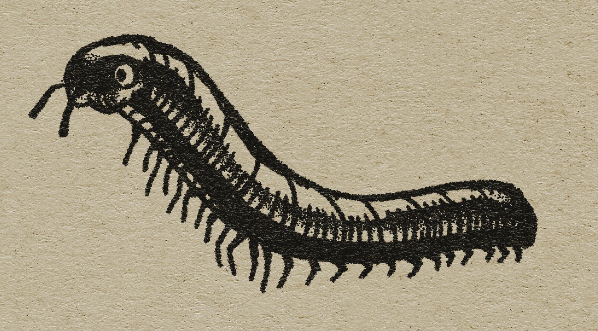 An illustration of a cute millipede.